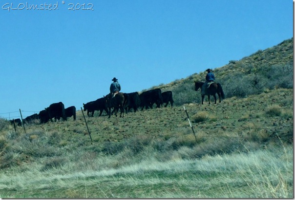 01 Cowboys herding cattle adjacent to SR89 Peeples Valley AZ (1024x695)