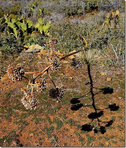 01 Dead century plant stalk & shadow Weaver Mts Yarnell AZ (876x1024)