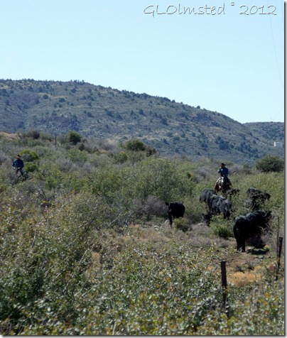 02 Cowboys herding cattle adjacent to SR89 Peeples Valley AZ (868x1024)
