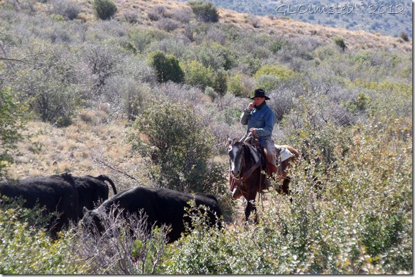 04 Cowboys herding cattle adjacent to SR89 Peeples Valley AZ (1024x682)