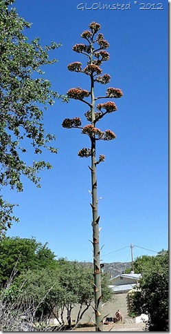 04 Flowering Century plant in Jim's yard Yarnell AZ (523x1024)