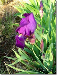 01a Iris in yard Yarnell AZ (768x1024)
