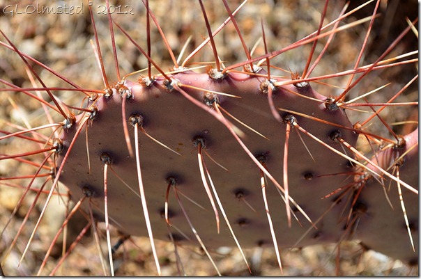 01a Purplish cactus Weaver Mts Yarnell AZ