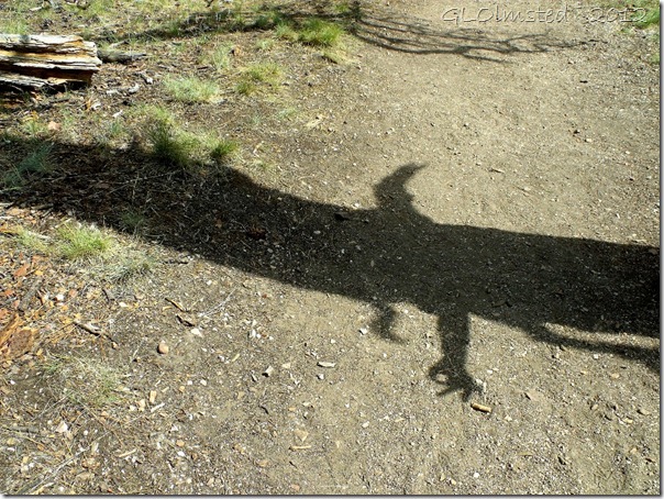 01a Tree shadow with Mike's hand along Transept trail NR GRCA NP AZ (1024x768)