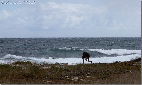 03a Ostrich by Atlantic Ocean M65 S Table Mt NP Cape Pennisula AZ (1024x610)