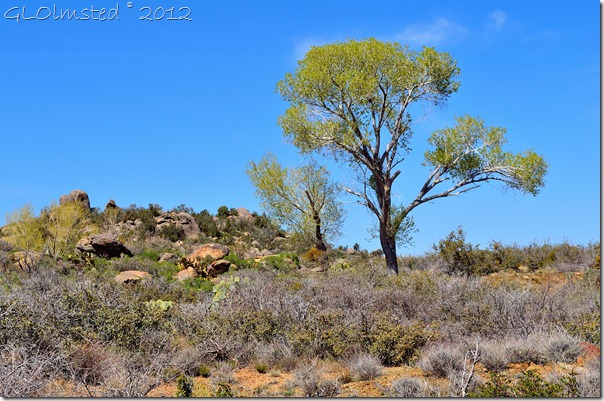 03araw Poplar by pond Weaver Mts Yarnell AZ