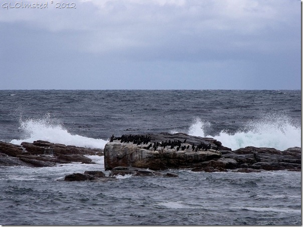 04a Birds on rock & waves crashing Cape of Good Hope Table Mt NP Cape Pennisula ZA (1024x768)