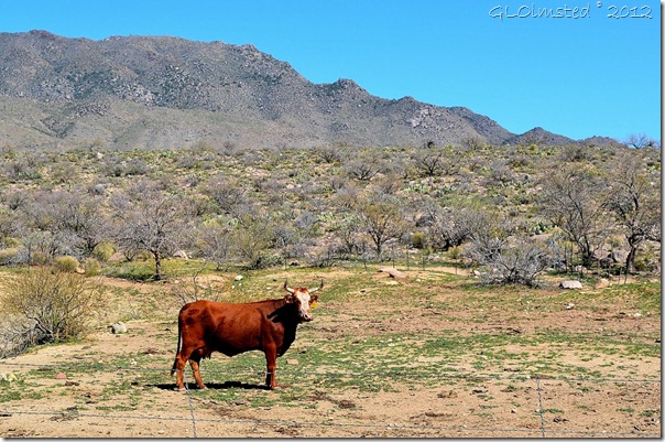 04a Cow at Thompson's Double Bar Ranch Deer Creek RD AZ (1024x678)