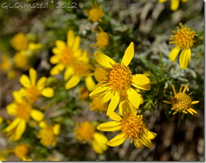 04a Flowering brittlebush Weaver Mts Yarnell AZ
