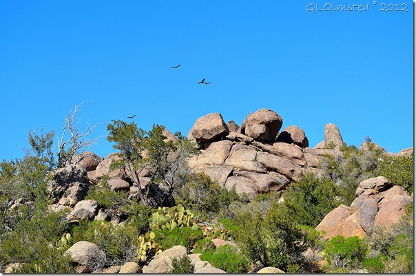 05a Turkey vultures soaring over Weaver Mts Yarnell AZ