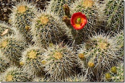 06a Flower on pincushion cactus Weaver Mts Yarnell AZ
