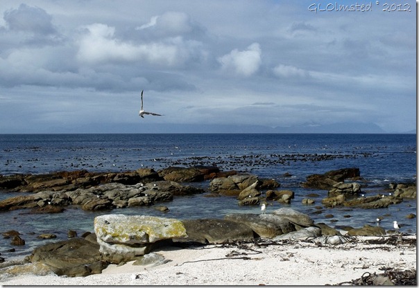 07a Seagulls Buffels Bay Table Mt NP Cape Pennisula ZA (1024x703)