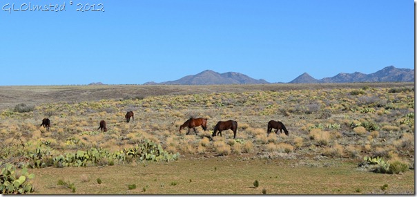 08a Horses along Deer Creek Rd AZ (1024x480)