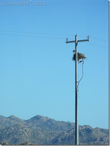 11a Bird in nest on electrical pole Deer Creek AZ (768x1024)