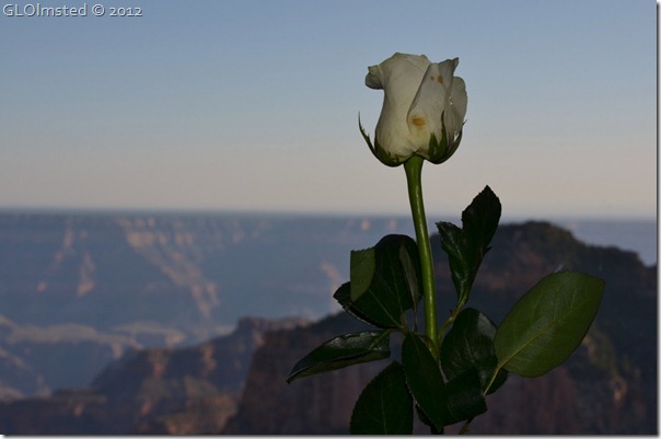 01 White rose to every lady for shake-down dinner NR GRCA NP AZ (1024x678)