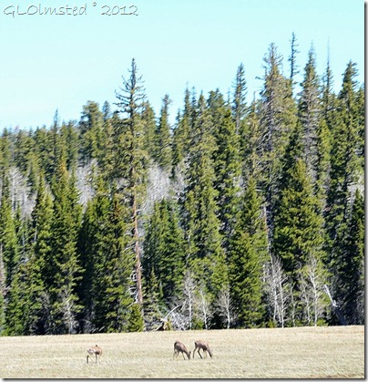 04 Mule deer on the meadows Kaibab NF AZ (988x1024)