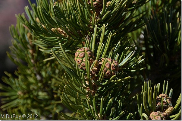 05e Pinyon pine cones Pt Imperial NR GRCA NP AZ (1024x678)