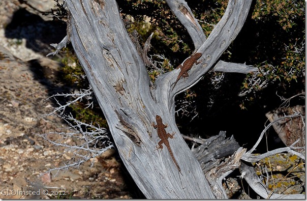 06e Plateau lizards Pt Imperial NR GRCA NP AZ (1024x667)