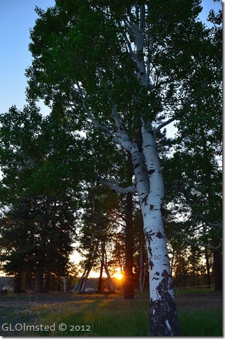07 Sunset through trees NR GRCA NP AZ (678x1024)