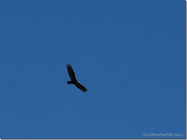 07e Turkey vulture soars over Pt Imperial NR GRCA NP AZ (676x504)