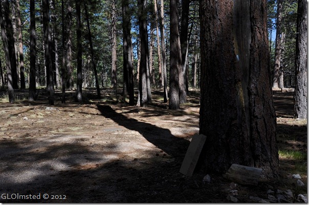 01 Forest shadows NR GRCA NP AZ (1024x678)