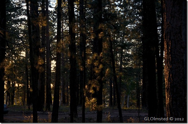 01 Morning light on pines NR GRCA NP AZ (1024x678)