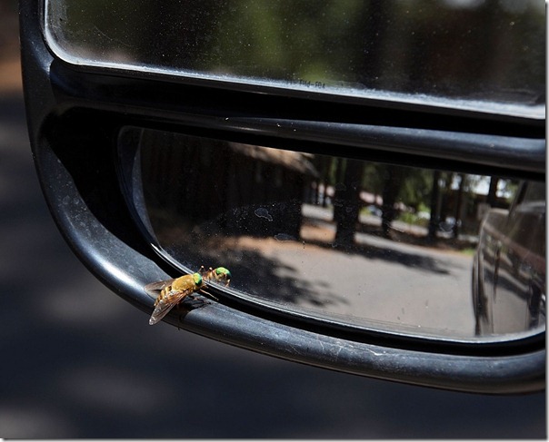 01e Maybe Bee Fly on side mirror NR GRCA NP AZ (1024x824)