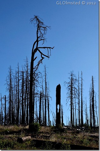 04e Dead sculpted trees in 2006 Warm Fire Kaibab NF AZ (678x1024)