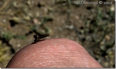 04e Deer fly on knee at Riggs Spring Kaibab NF AZ (1024x607)