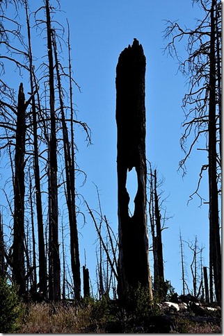 05e Keyhole view through burnt tree in 2006 Warm Fire Kaibab NF AZ (678x1024)