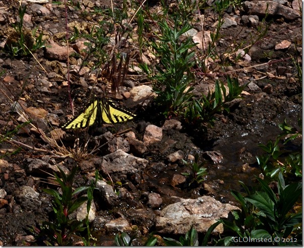 05e Swallowtail butterfly at Riggs Spring Kaibab NF AZ (1024x835)