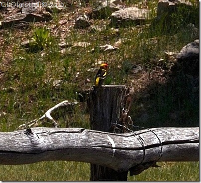 06e Western Tanager on fence by Riggs Spring Kaibab NF AZ (658x597)