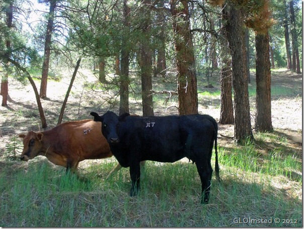 08e Cattle along FR429 Kaibab NF AZ (1024x768)
