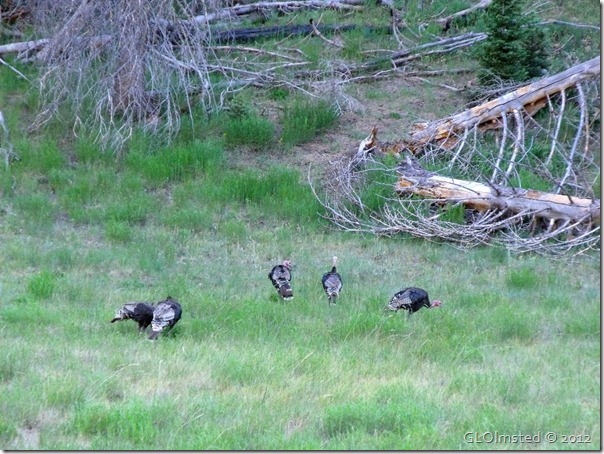 12e Merriam turkeys NR GRCA NP AZ (1024x768)