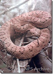Pink rattlesnake NPS photo
