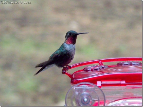 02 Male broad-tailed hummingbird NR GRCA NP AZ (1024x768)