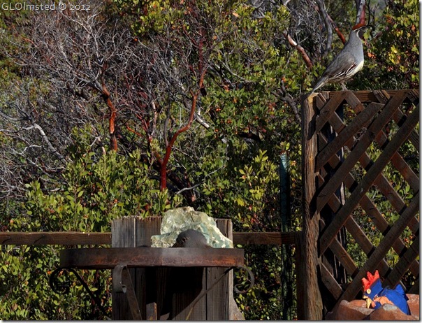 02e Gambel quail on fence at Berta's Yarnell AZ (1024x782)