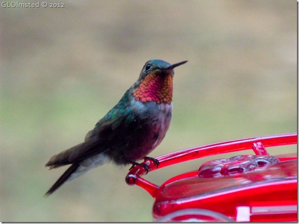 03 Male broad-tailed hummingbird NR GRCA NP AZ (1024x768)
