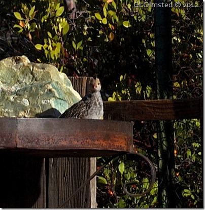 03e Baby quail in feeder at Berta's Yarnell AZ (699x716)