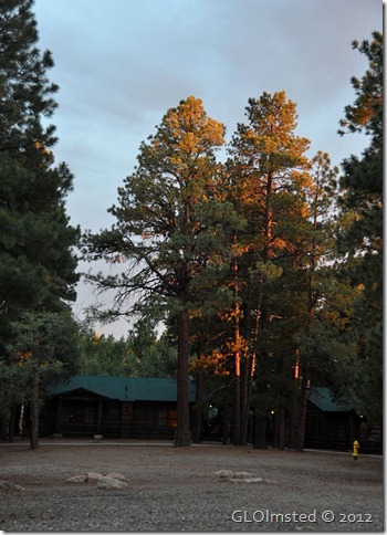 03ecr Ponderosa pines by cabins at NR GRCA NP AZ (738x1024)