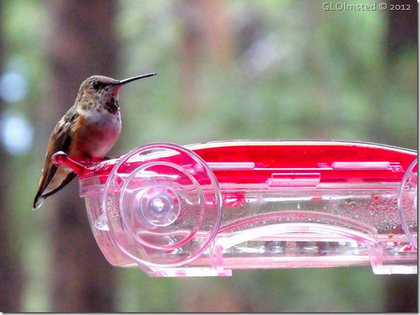04 Rufous hummingbird NR GRCA NP AZ (1024x767)