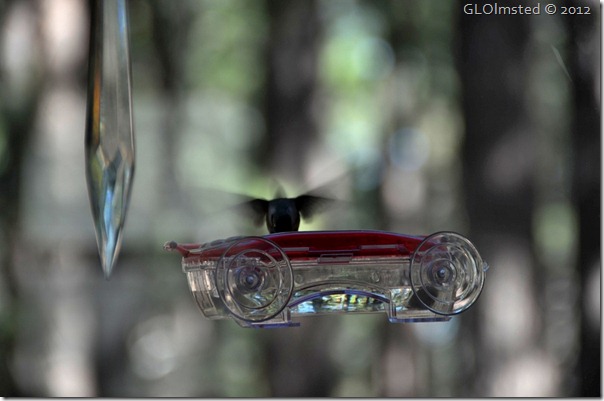 05 Black-chinned hummingbird NR GRCA NP AZ (1024x678)
