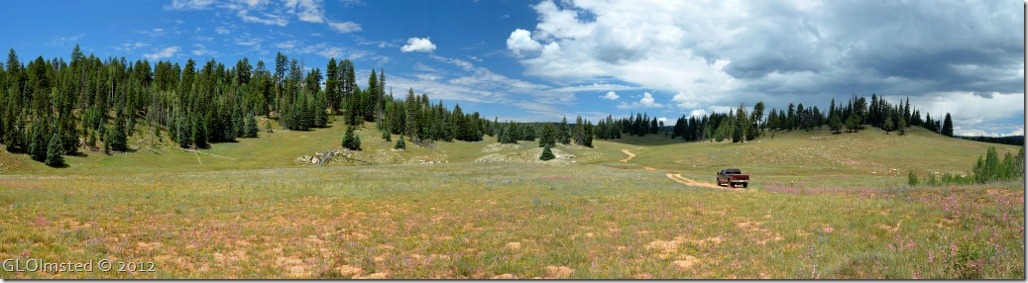 05 Flowers in meadow along Point Sublime Rd NR GRCA NP AZ pano (1024x279)