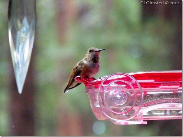 05 Rufous hummingbird NR GRCA NP AZ (1024x768)