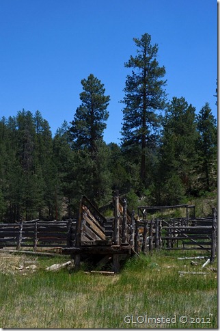 05e Old loading shoot by Riggs Spring Lookout Canyon FR226 Kaibab NF AZ (678x1024)