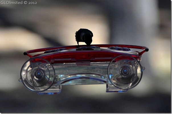 06 Black-chinned hummingbird NR GRCA NP AZ (1024x677)