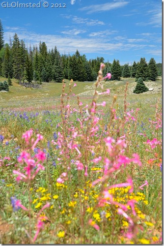 06 Flowers in meadow along Point Sublime Rd NR GRCA NP AZ (678x1024)
