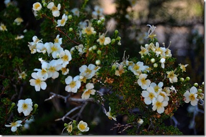 08er Cliff rose flowers Walhalla Plateau NR GRCA NP AZ (1024x678)
