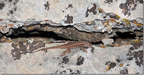 09 Plateau lizard at Crystal Creek overlook Point Sublime Rd NR GRCA NP AZ (1024x532)
