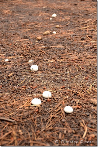 01 Mushrooms along my driveway NR GRCA NP AZ (678x1024)